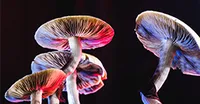 سیلوسایبین، رقیب سرسخت و قدرتمند داروهای ضد افسردگی!
