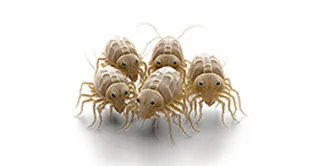 ۱۰ باور غلط درباره شپش